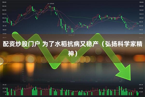 配资炒股门户 为了水稻抗病又稳产（弘扬科学家精神）